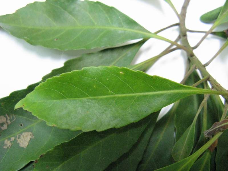 请问这是大叶楠吗?谢谢.